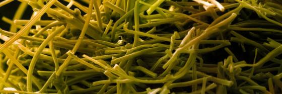 Microscopic image of fibers